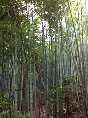 美しい竹やぶ